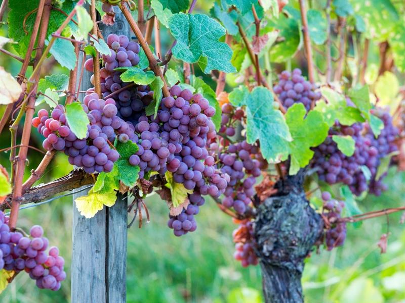 Domaine-Oury-Schreiber_4